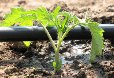 Drip irrigation