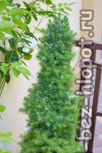 Spruce care