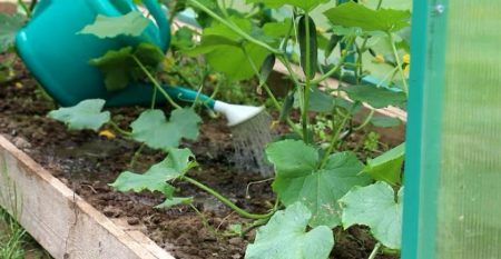 Root top dressing of cucumbers