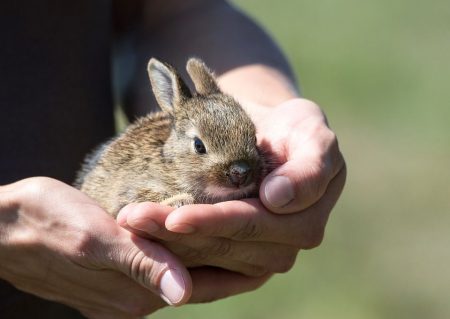 little rabbit