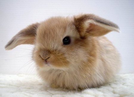 decorative rabbit