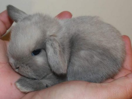 bunny