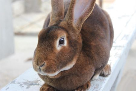rabbit for fur