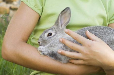 rabbit