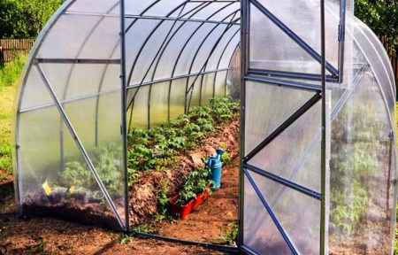 damp in the greenhouse