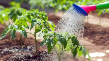 Watering