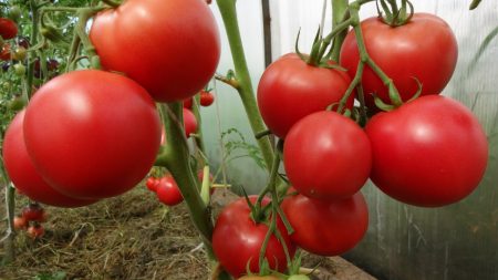 Ripe tomatoes