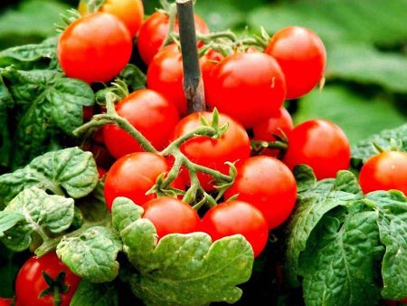 Lazy tomatoes