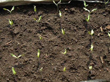 Seed cultivation