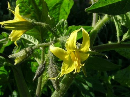 Yellow tomato