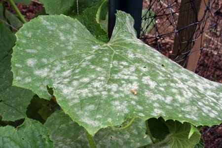 powdery mildew