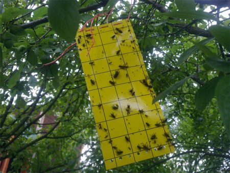 Pear glue trap