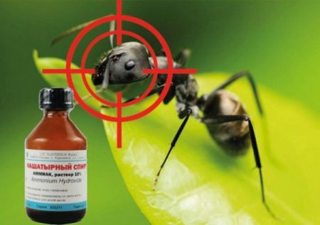 Ammonia against pests