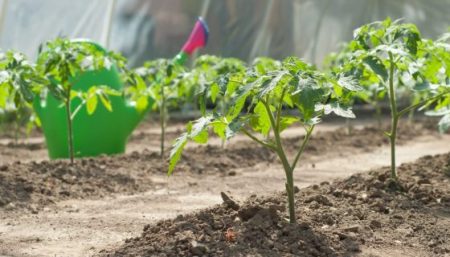 The first feeding with ammonia