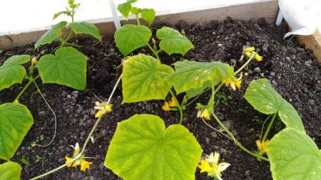 Not enough fertilizer for cucumbers