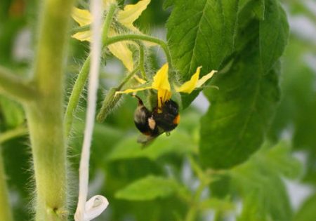 pollination