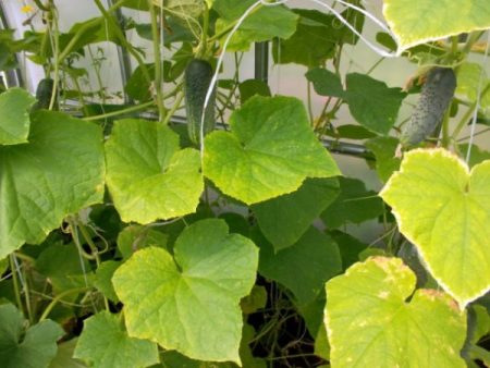 nitrogen deficiency