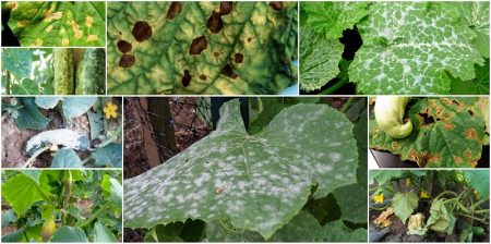 Micronutrient deficiency