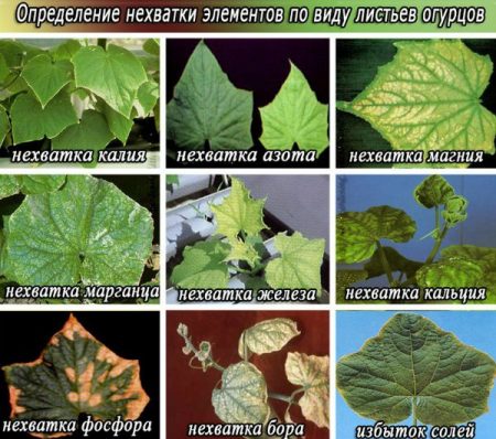 Lack of nutrition for cucumbers