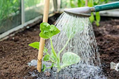 seedling water