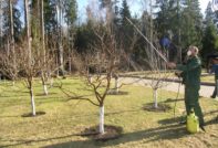 Proljetna obrada kruške
