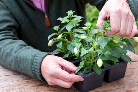 Trimming and nipping fuchsia
