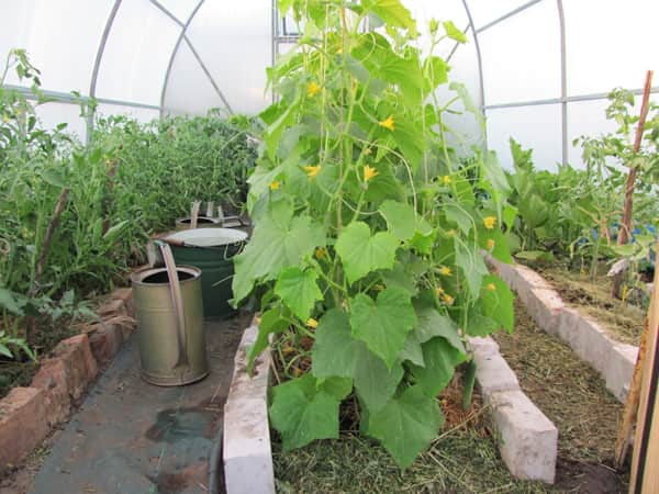 Cucumbers in the greenhouse