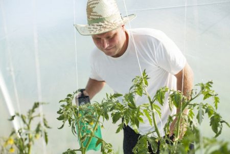 Tomato Processing