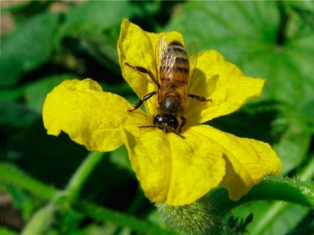 pollination