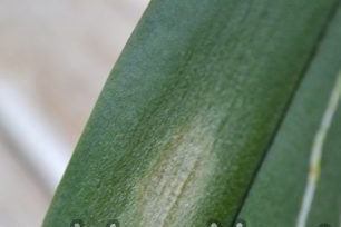 Anthracnose orchids