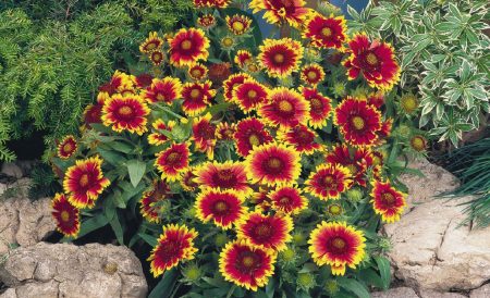 Features of Gaillardia