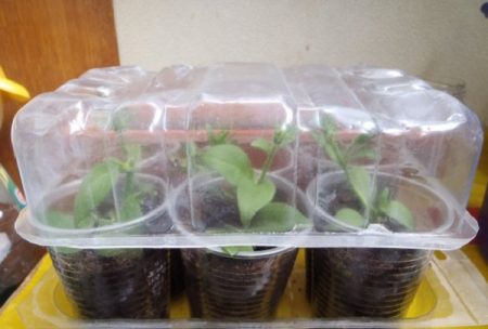 rooted petunia cuttings