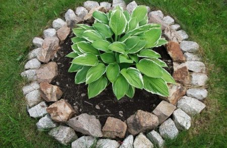 flowerbed