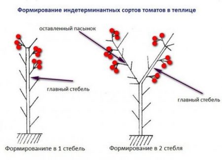 2-stabljika formacija