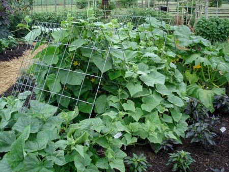 Feeding cucumbers