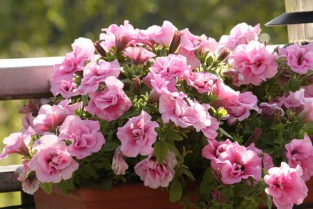 varieties of petunias