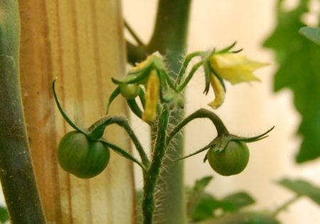beautiful ovaries of tomatoes