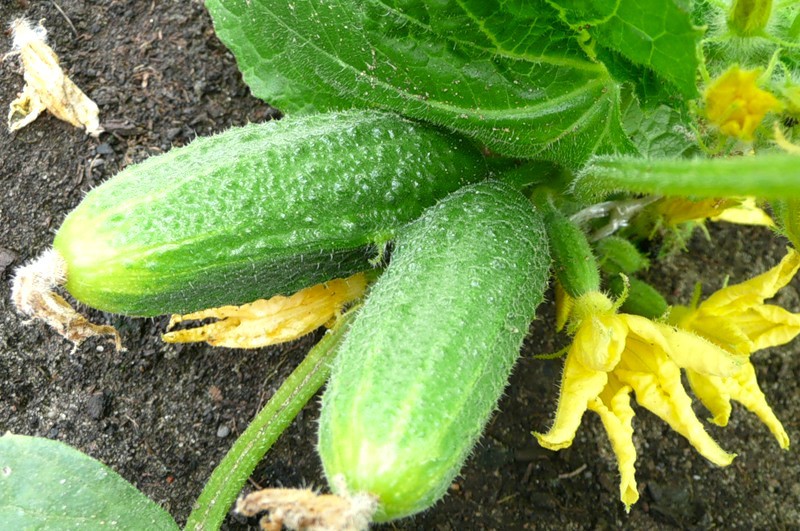 Topping cucumbers in a greenhouse
