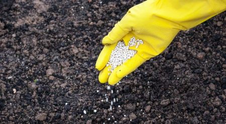 Fertilizing soil for cucumbers