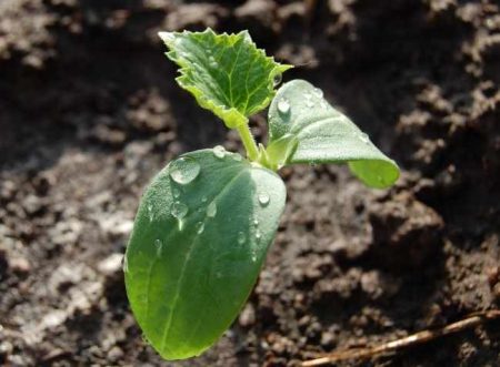 Feeding cucumber seedlings