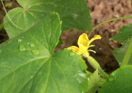 Top dressing during flowering