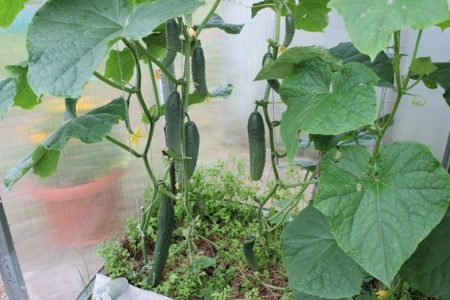 Fertilizing during fruiting