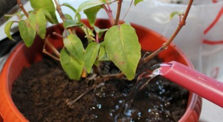 Watering fuchsia