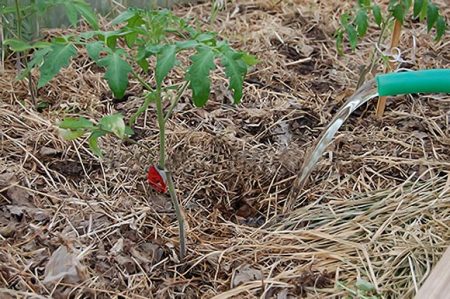 watering tomatoes