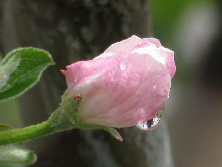 Processing during the pinking of buds