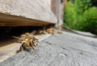 Bee
