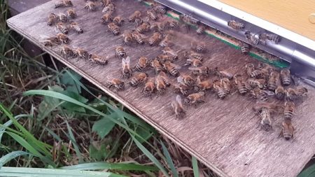 Bees on a flying board
