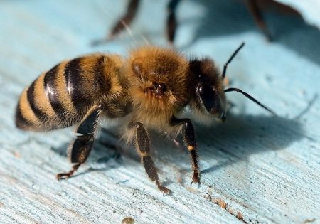 bee