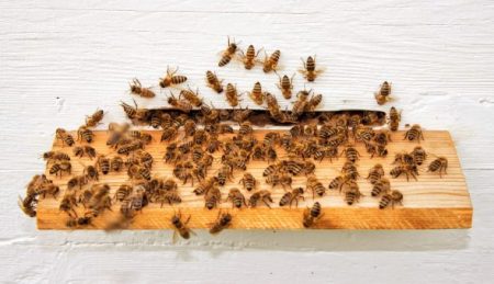 swarm