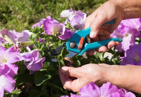 pinching during flowering
